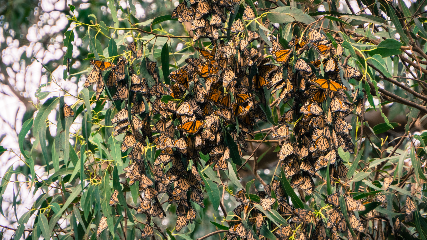 Photo of the butterfly grove located in 5 Cities